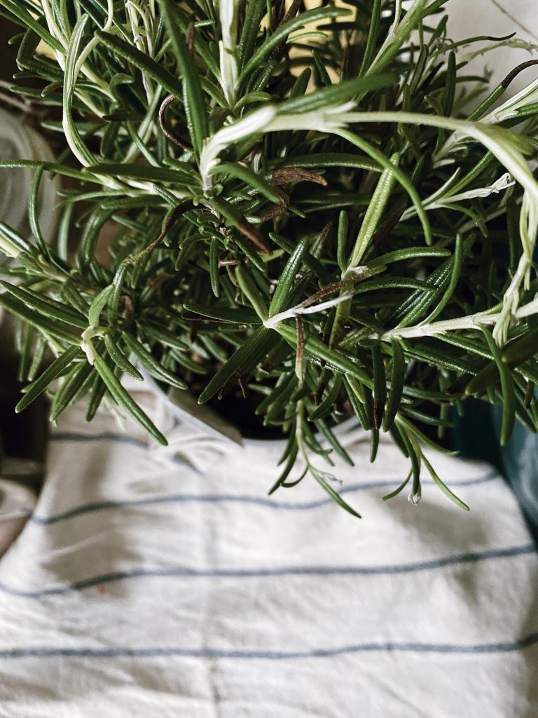 Nailing herbs you can grow indoors
