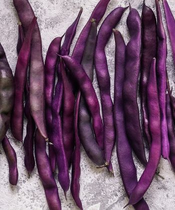 Many freshly picked purple bean pods on a table. Top view.