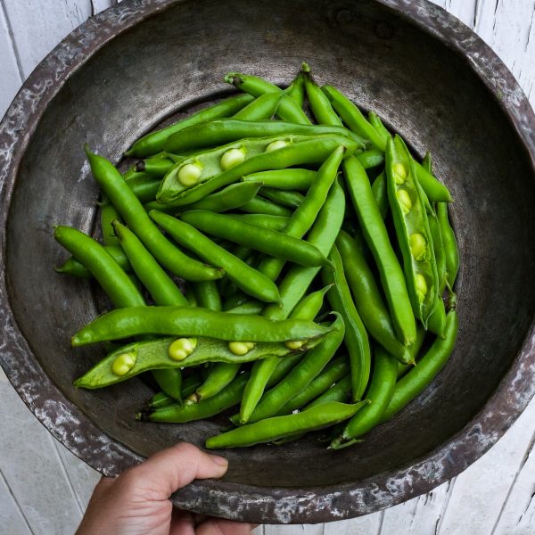 Broad Bean Dreadnought 1