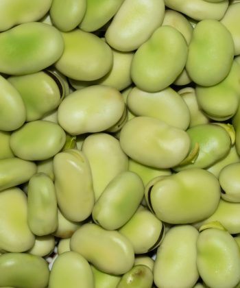 Broad Bean Dreadnought 3