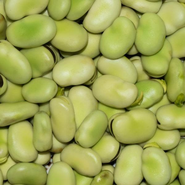 Broad Bean Dreadnought 3