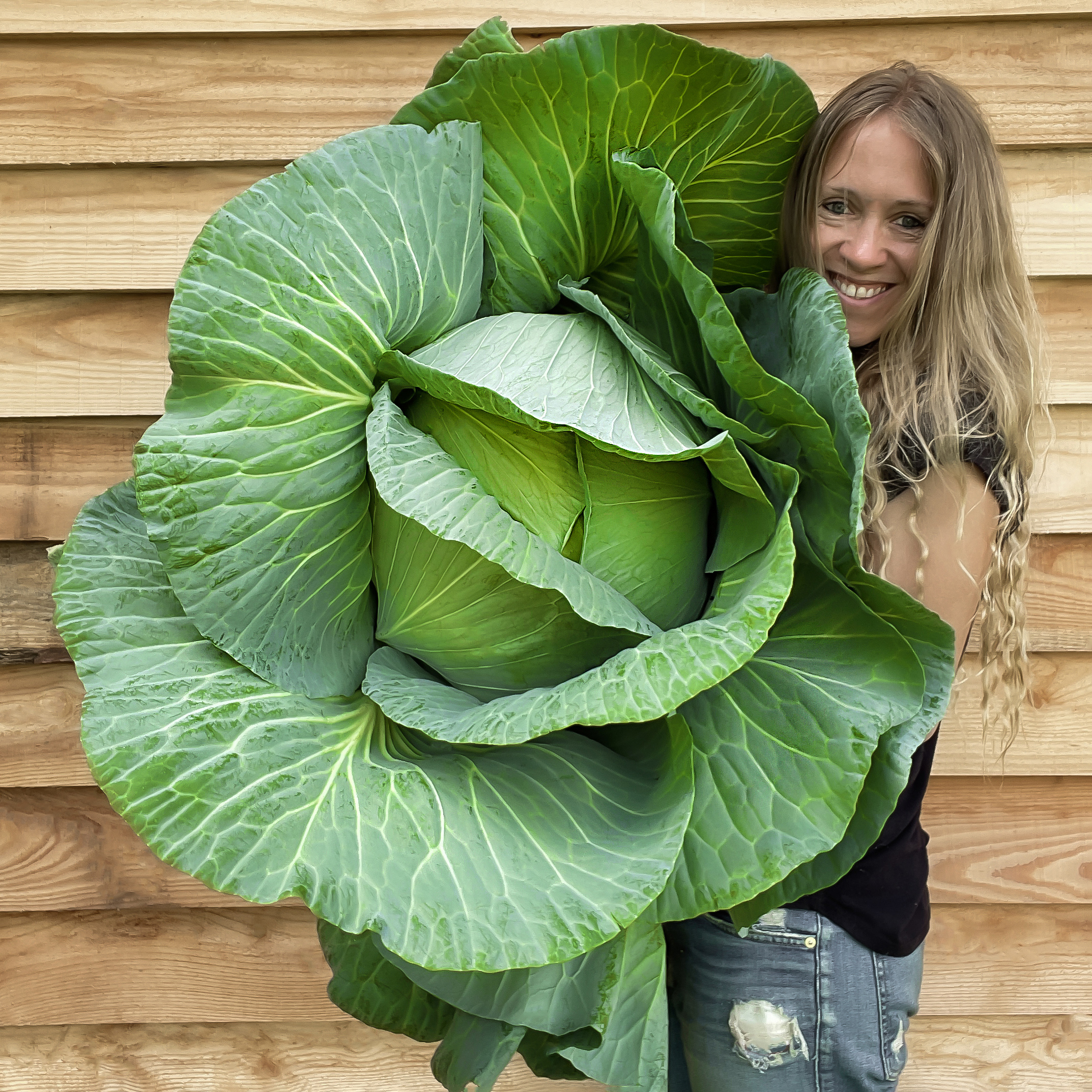 Cabbage Holland Late Winter 1