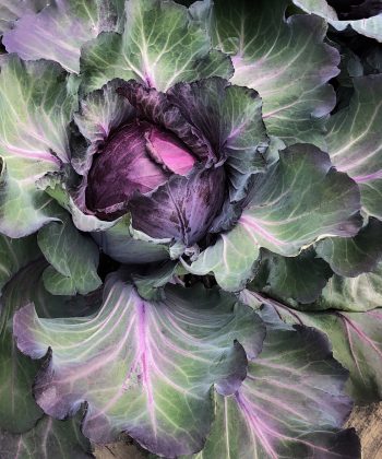 Cabbage January King 1