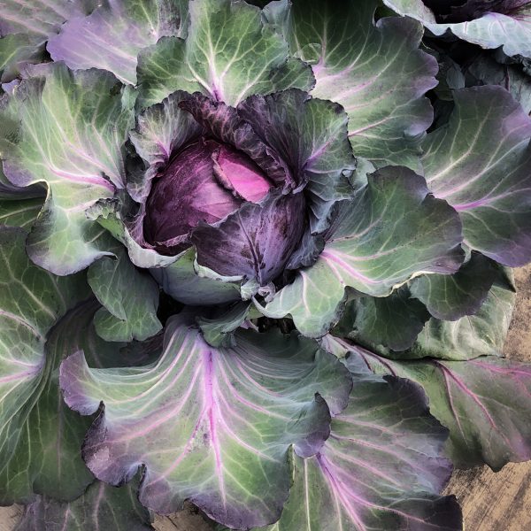 Cabbage January King 1