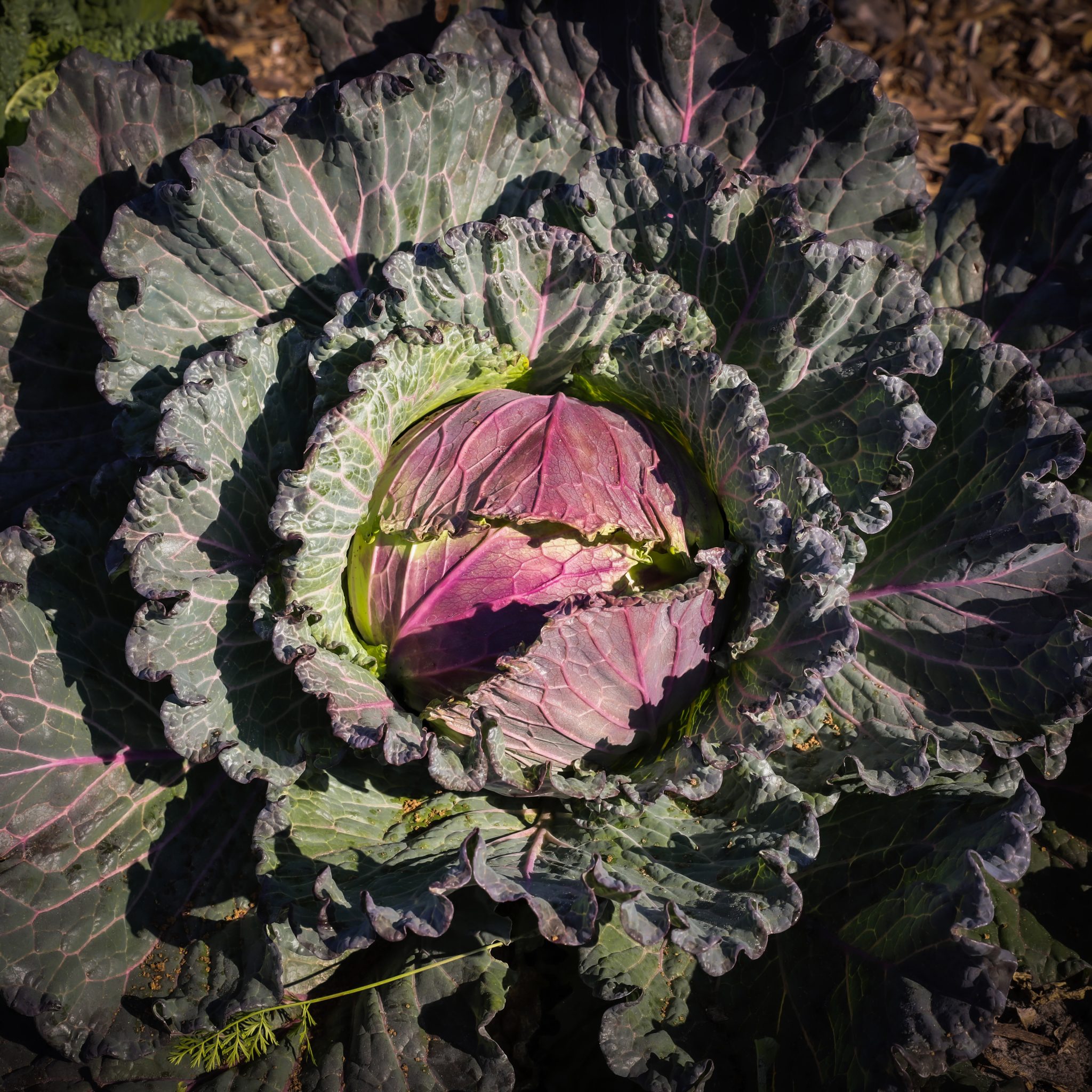 Cabbage January King | She Grows Veg