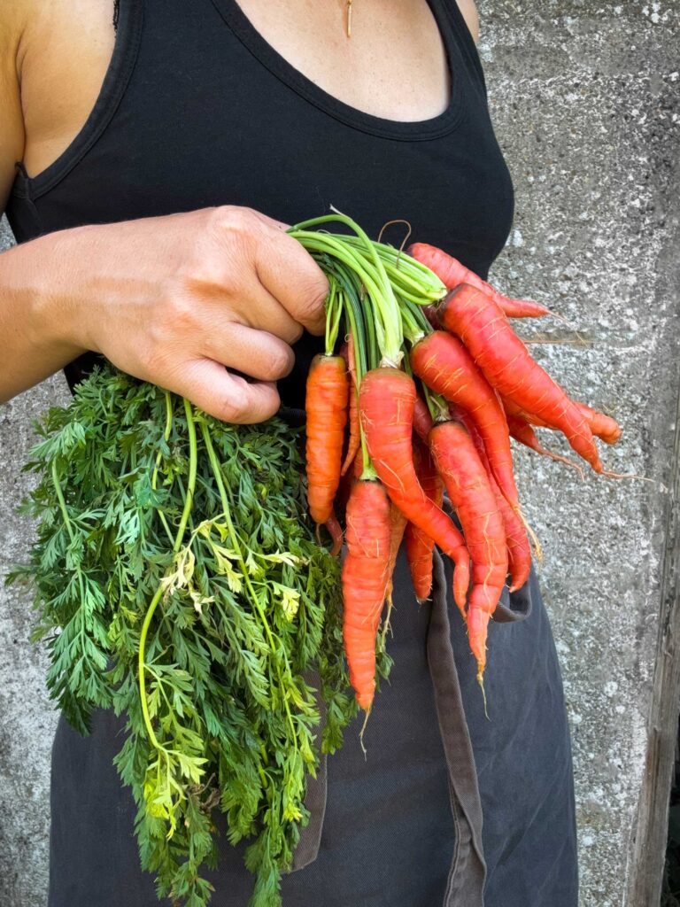 carrot atomic red