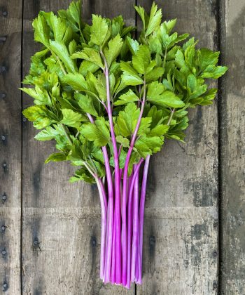 Celery Chinese Pink