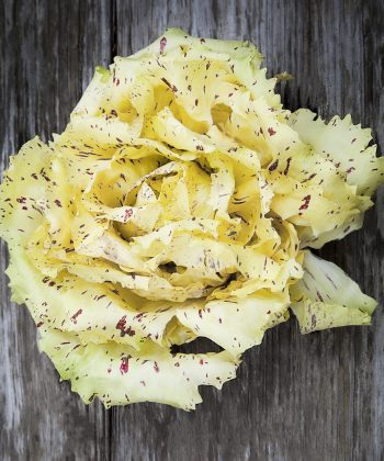 Vegetable Castelfranco radicchio lettuce has yellow leaves that have red speckles.