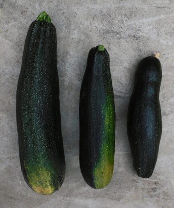 Courgette Milanese Green 2