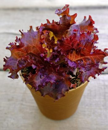 Red lettuce grows in a pot on a gray background.