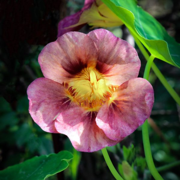 Closeup of a pink Garden Nasturtium flower, Derbyshire England