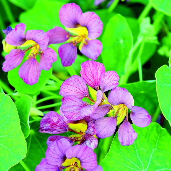 Nasturtium Purple Emperor Takii