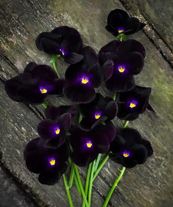 Black pansies on aged wooden table top