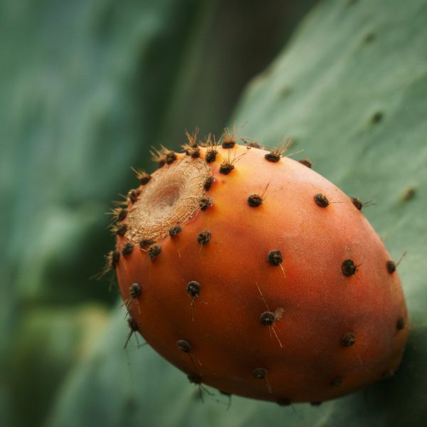 Prickly Pear 2