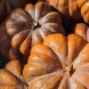 Pumpkin Musquee Du Provence 1