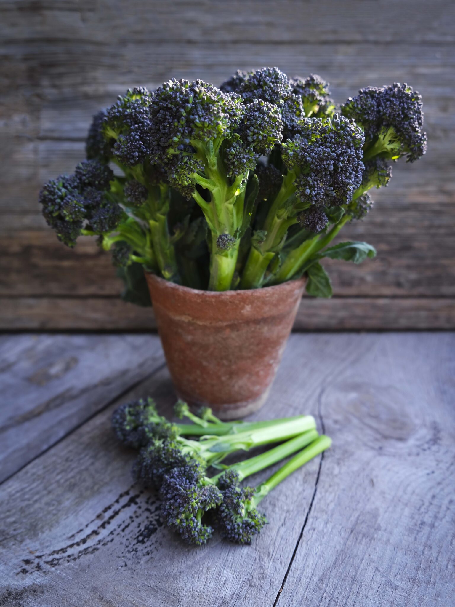 How to sow and grow broccoli | She Grows Veg