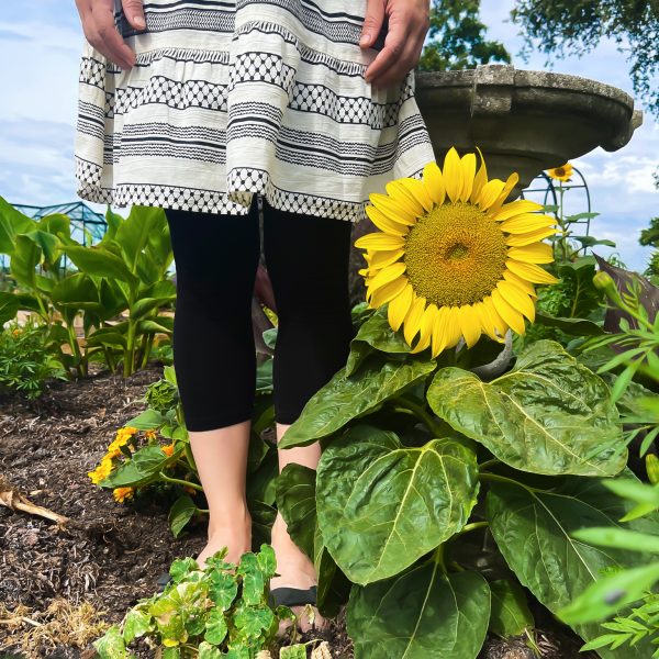 Dwarf Sunflower Sunspot | She Grows Veg