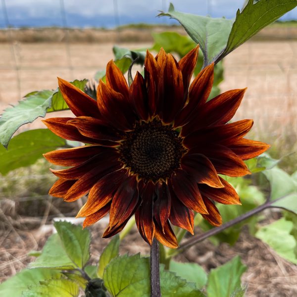 Sunflower Velvet Queen 2