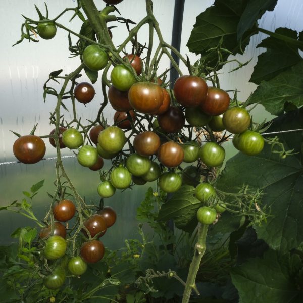 Tomato Karma Purple 3