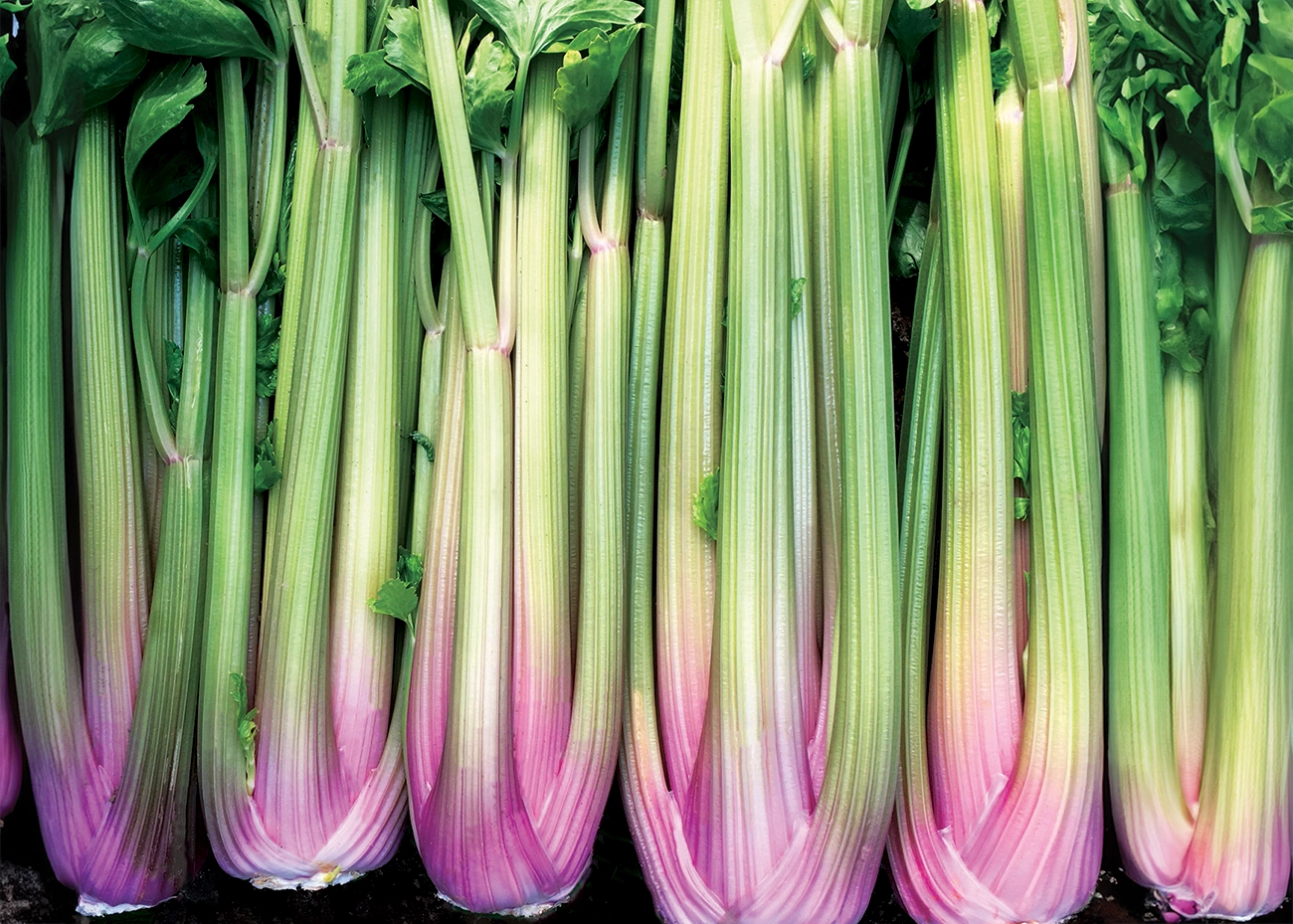 Celery Blush Heirloom Veg Seeds