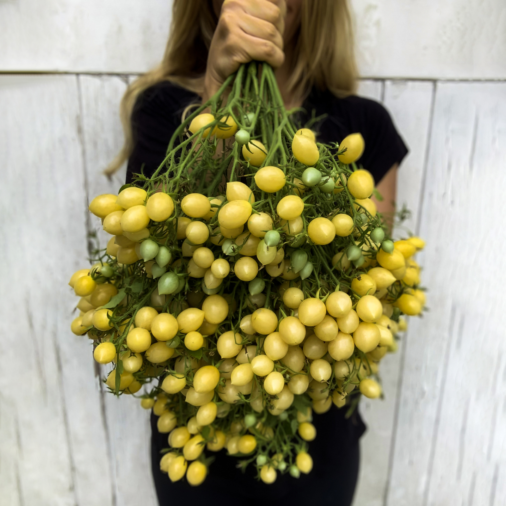 Beautiful collection of yellow crazy cherry tomatoes