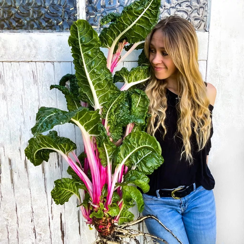 Lucy Hutchings holding a beautiful Swiss Chard Peppermint