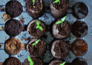 Veg Seeds to Sow in February