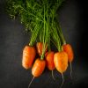 Young carrots. Fresh vegetarian products. Delicious food for children. Dark background