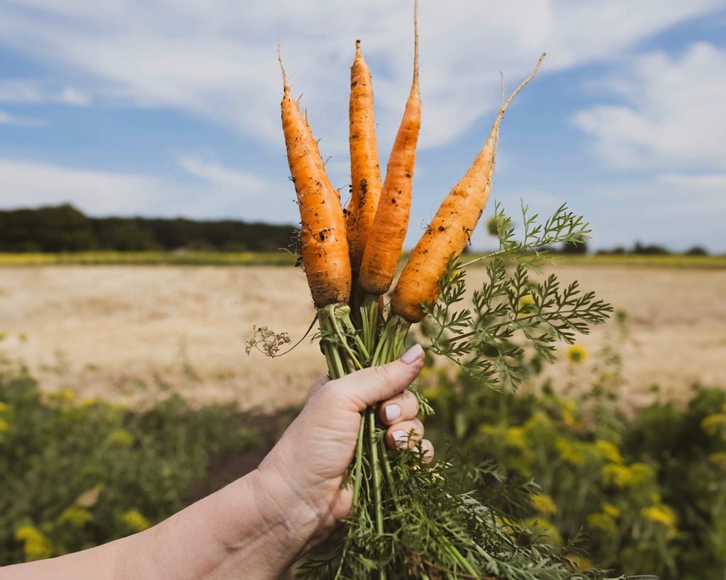 Handful of orange carrots in a field