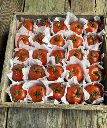 Storage tomatoes long keeper