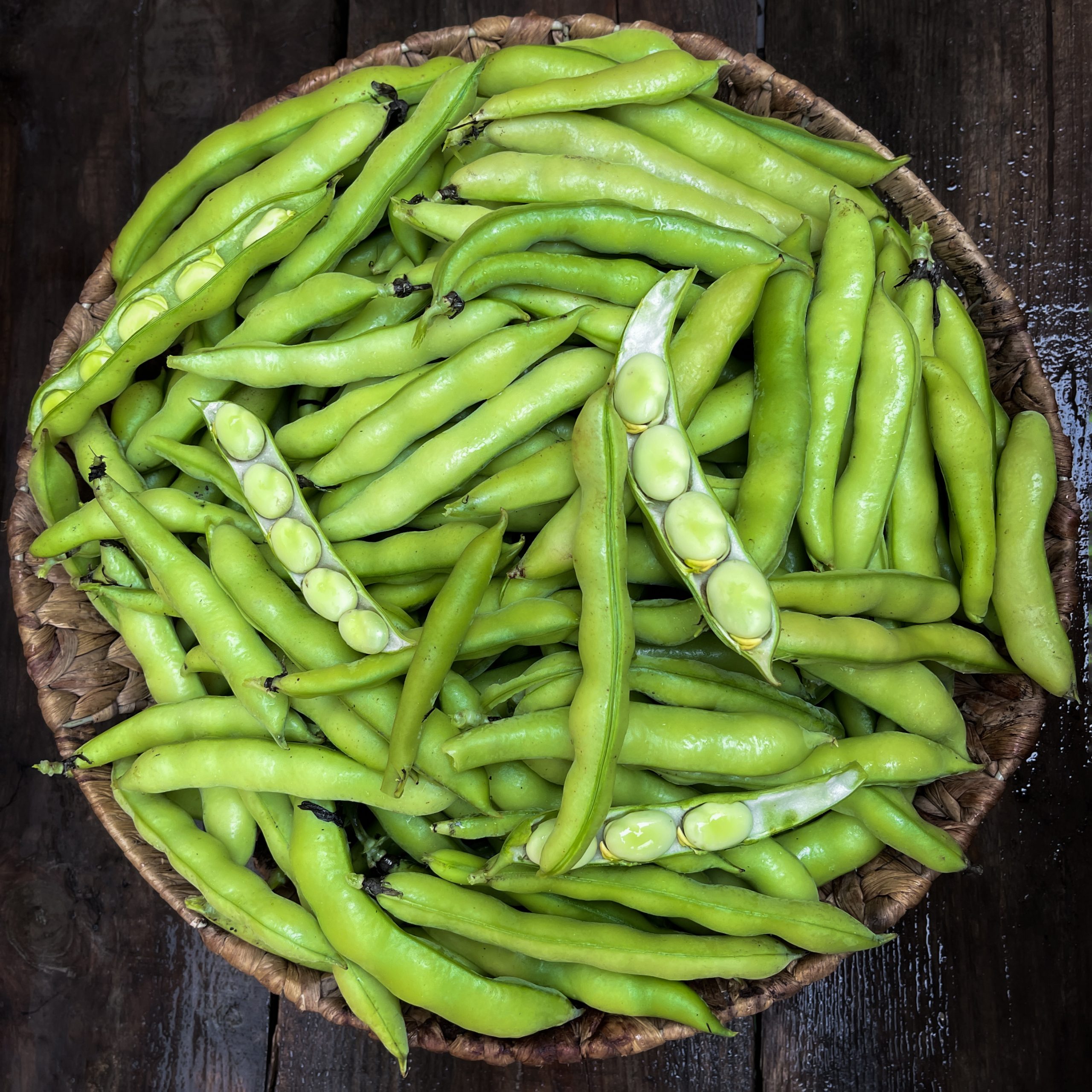 Broad Bean Autumn Light