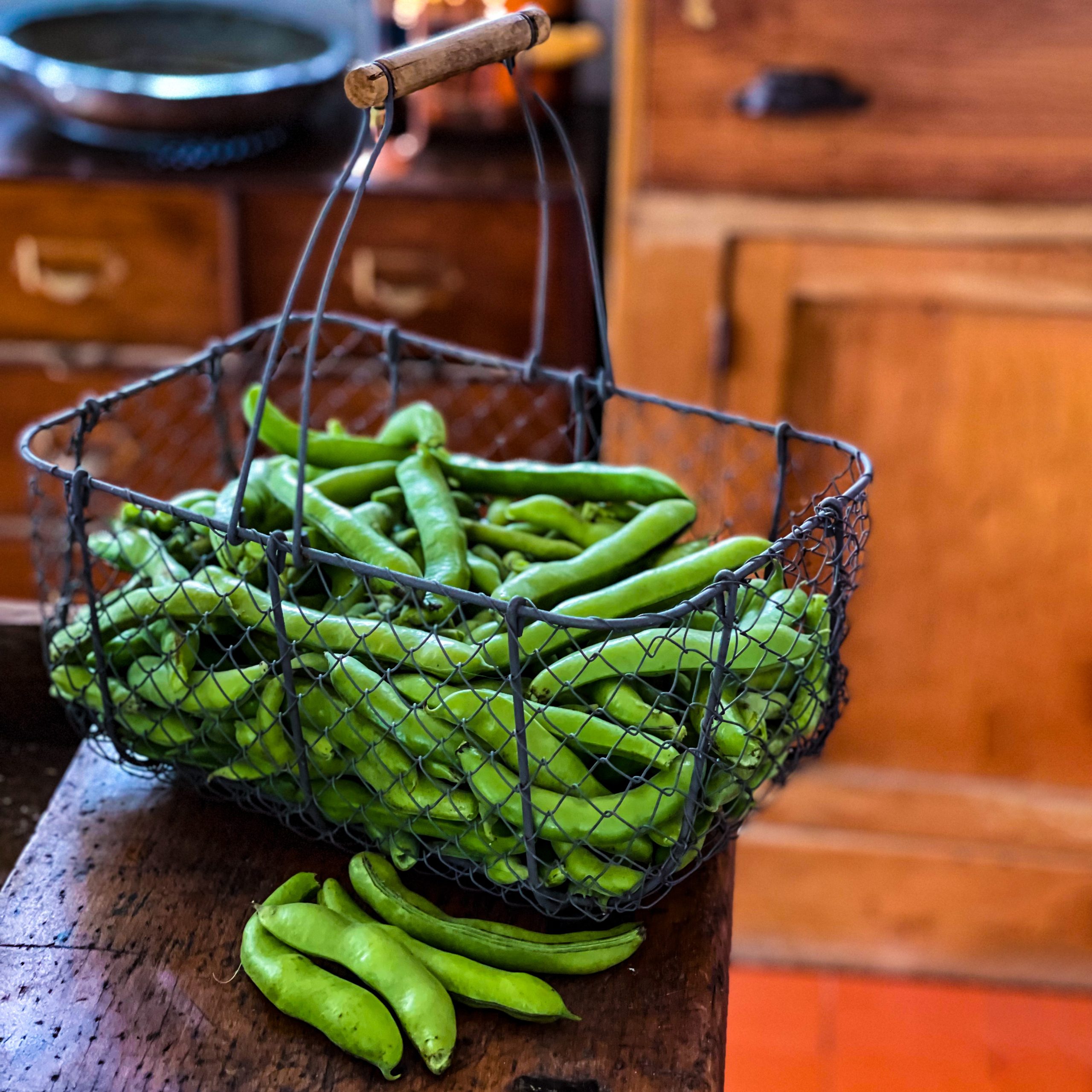 Broad Bean Dreadnought