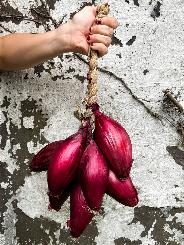 onion long red of florence