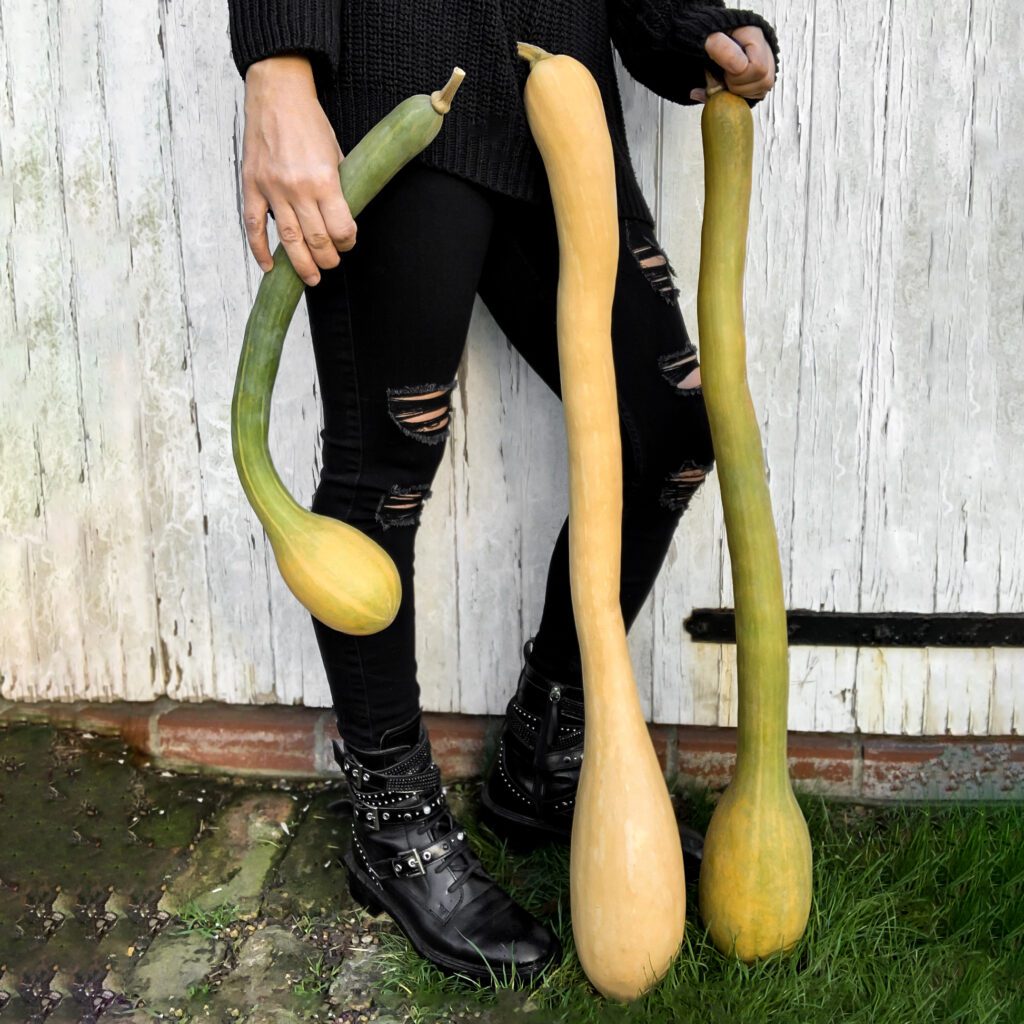 squash tromboncino