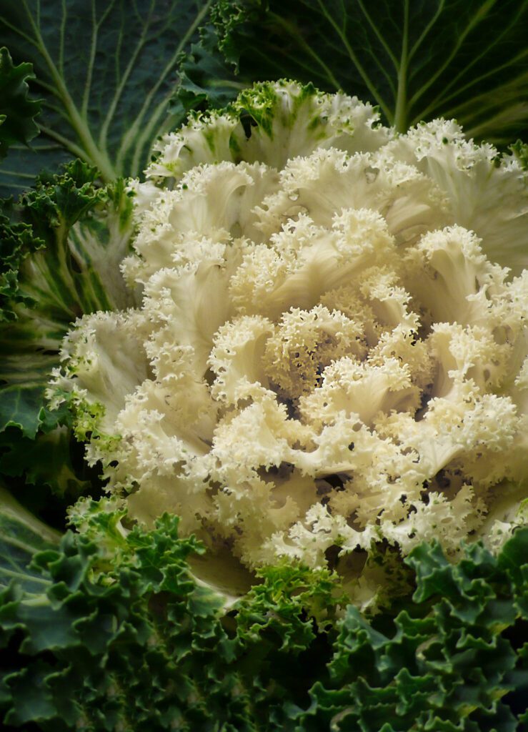 kale jardin ivory