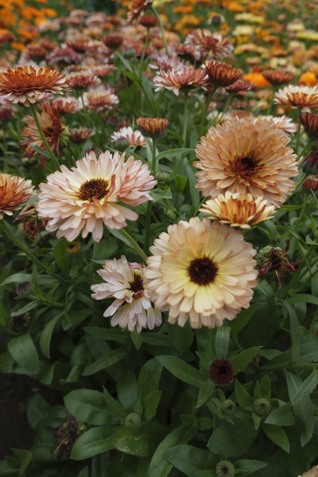 Buy Calendula Pink Surprise Seeds | She Grows Veg