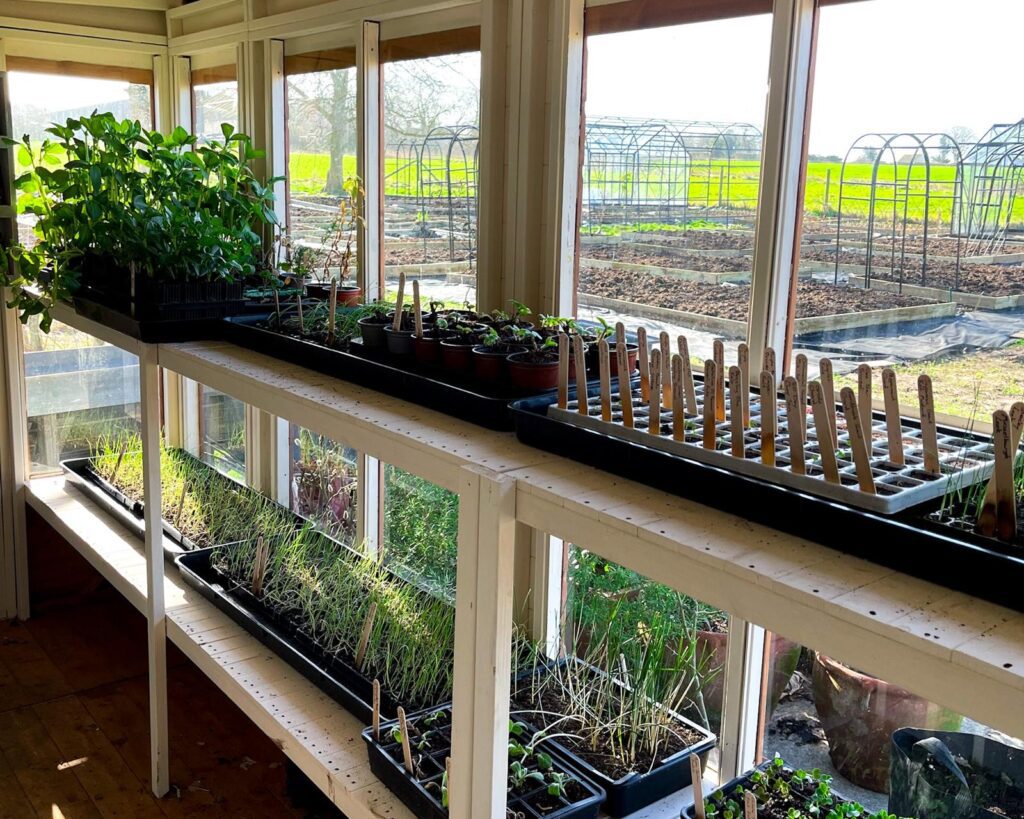 Trays of seedlings propagating in a greenhouse. 