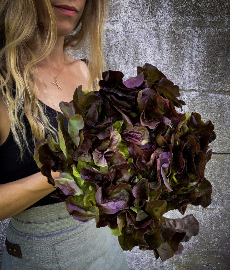 lettuce marvel of four seasons