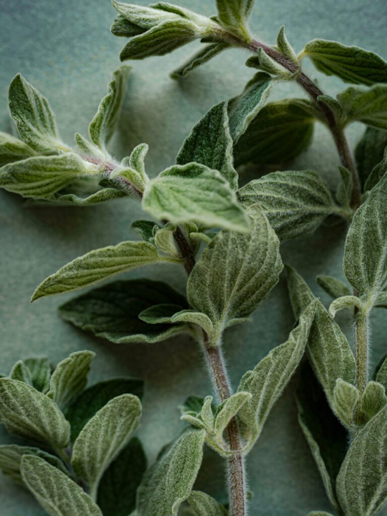 Oregano-Greek-portrait-unsplash-768x1024.jpg