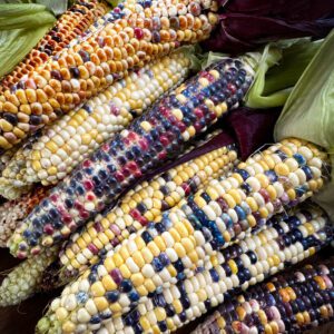 drying corn fiesta