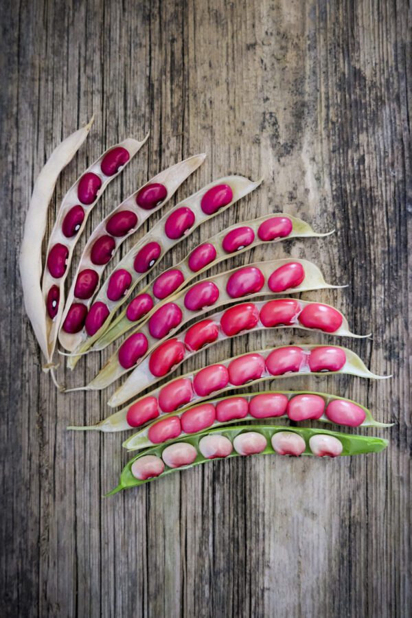 semi dwarf bean hidatsa red