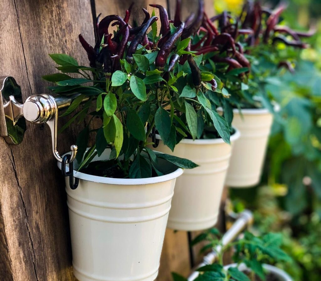 Chilli plants grow in small pots hanging from a wooden board