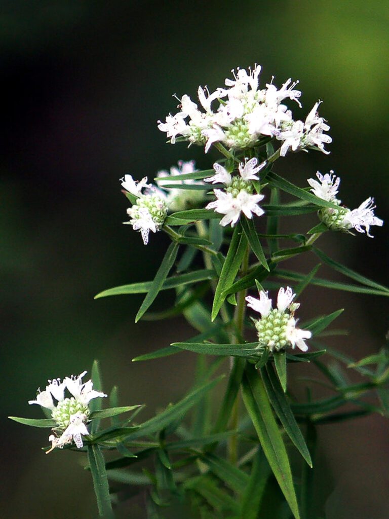 herb mountain mint