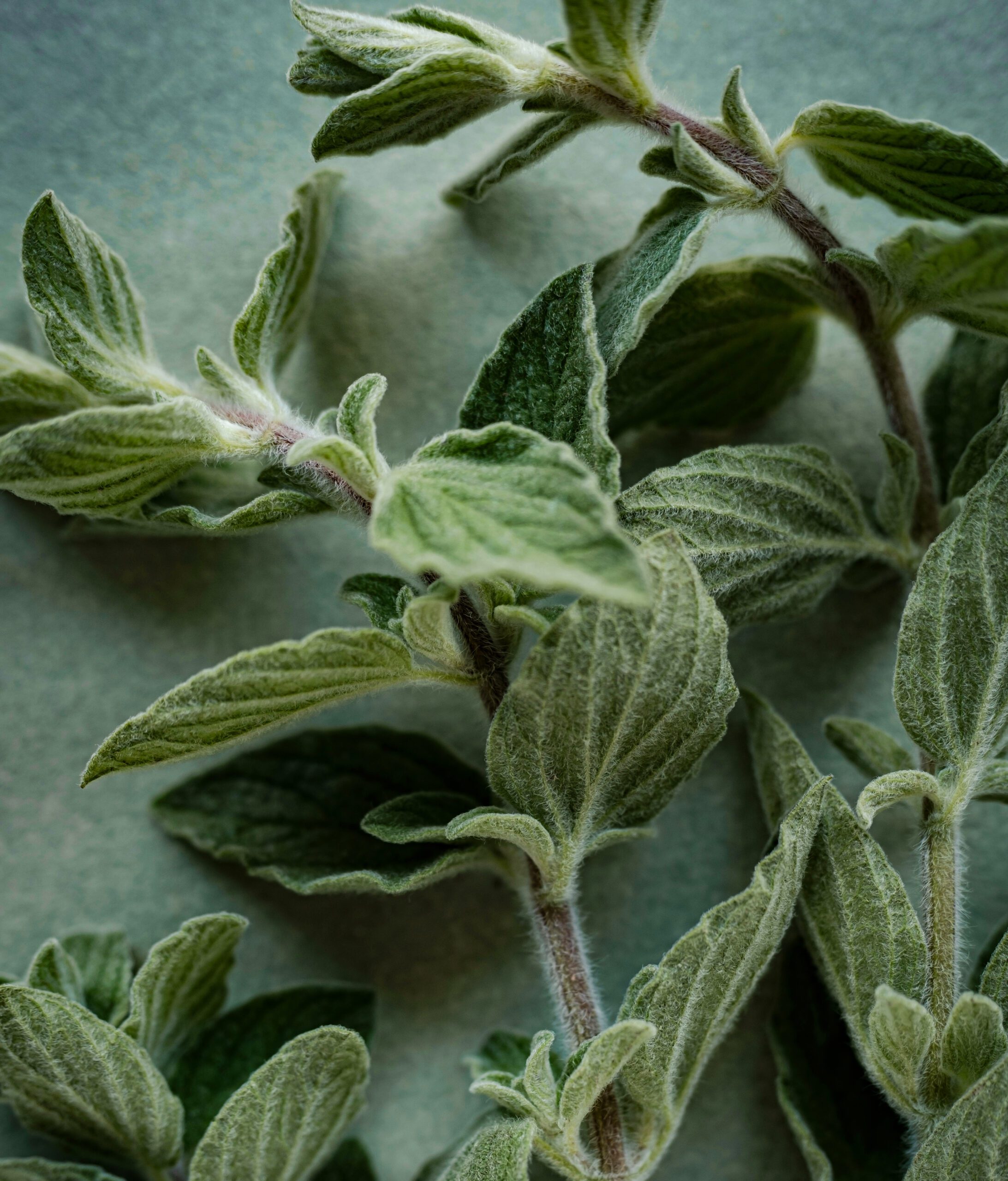 curry leaves plant buy Murraya koenigii