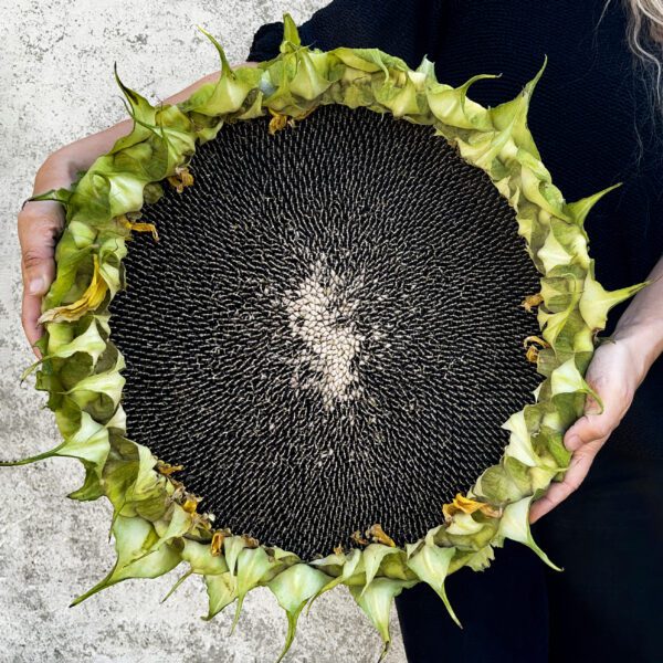 Sunflower Titan