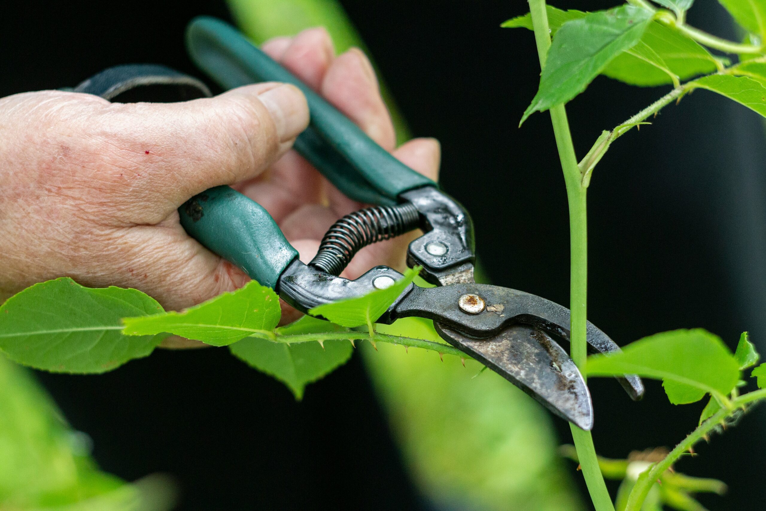 Can Pruning Reduce Pests: Effective Tips to Protect Your Garden