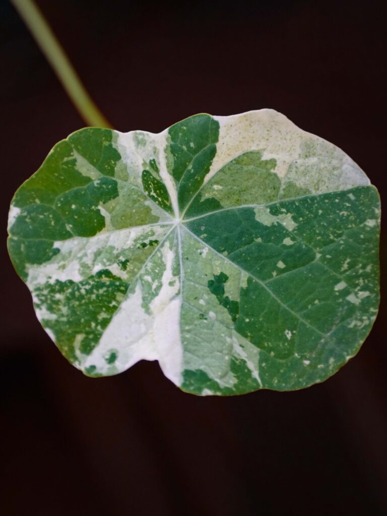 Microgreen-Nasturtium-Alaska-web_1969004479-768x1024.jpg