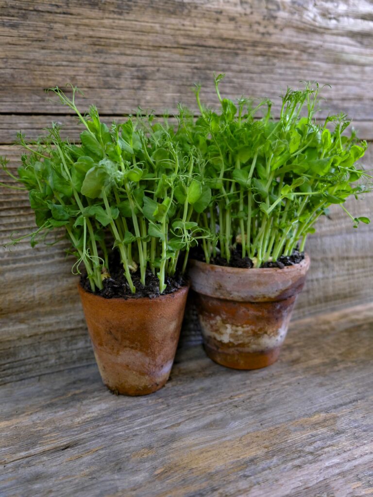 Parsley and pea shoot microgreens