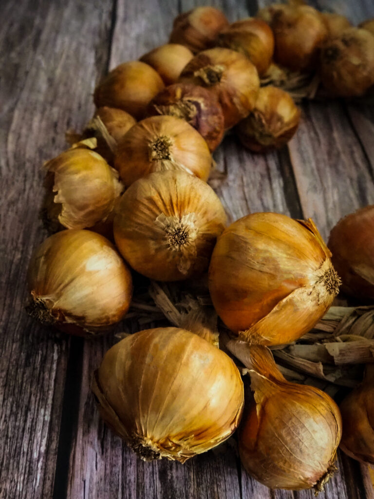 Overwintering-Onion-Senshyu-LAH-2022-web-IMG_3422-768x1024.jpg