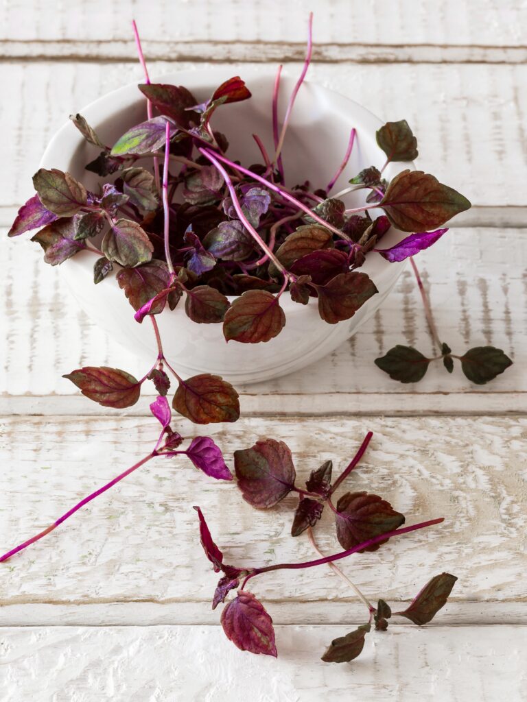 Red shiso microgreens with deep purple aromatic leaves